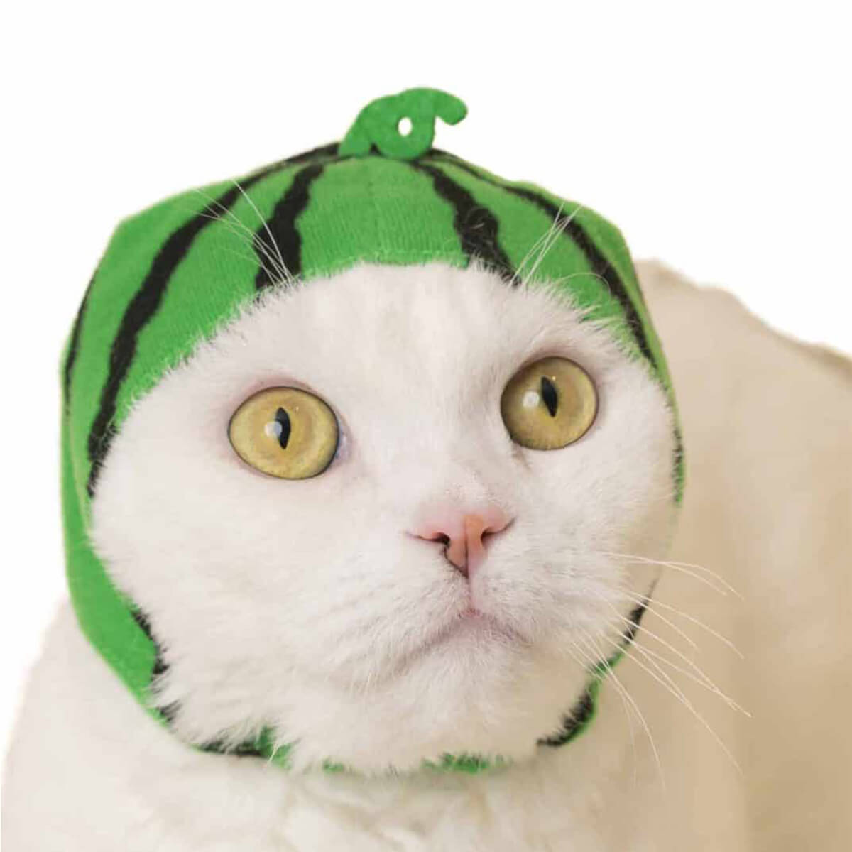 Cat Cap Fruit Blind Box by Kitan Club