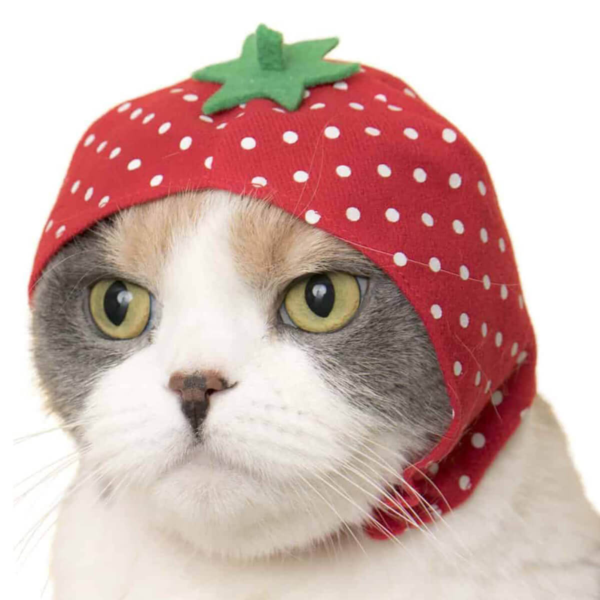 Cat Cap Fruit Blind Box by Kitan Club