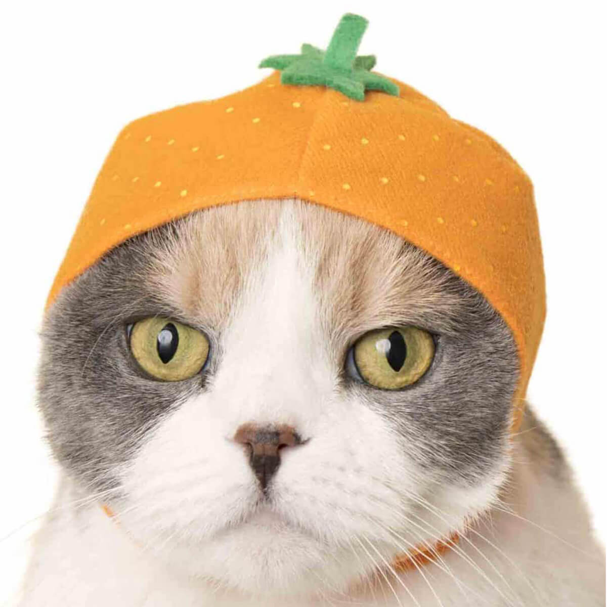 Cat Cap Fruit Blind Box by Kitan Club