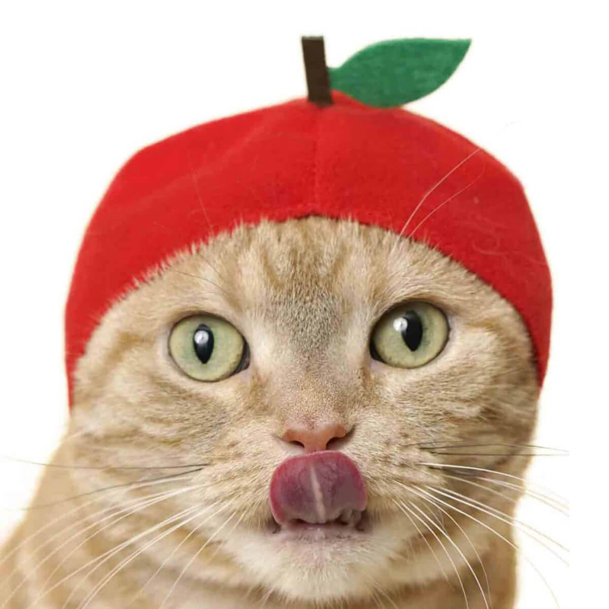 Cat Cap Fruit Blind Box by Kitan Club