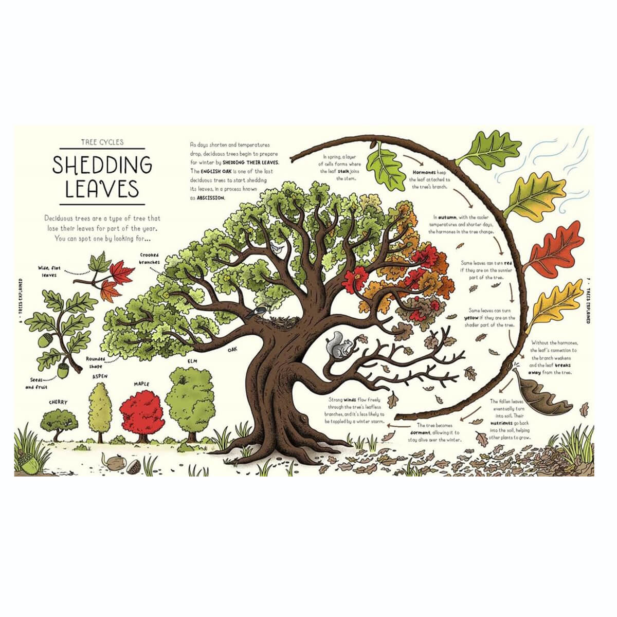 Nature Explained: A Family Guide to 20 Nature Cycles by Helen Brown & Claire Scully