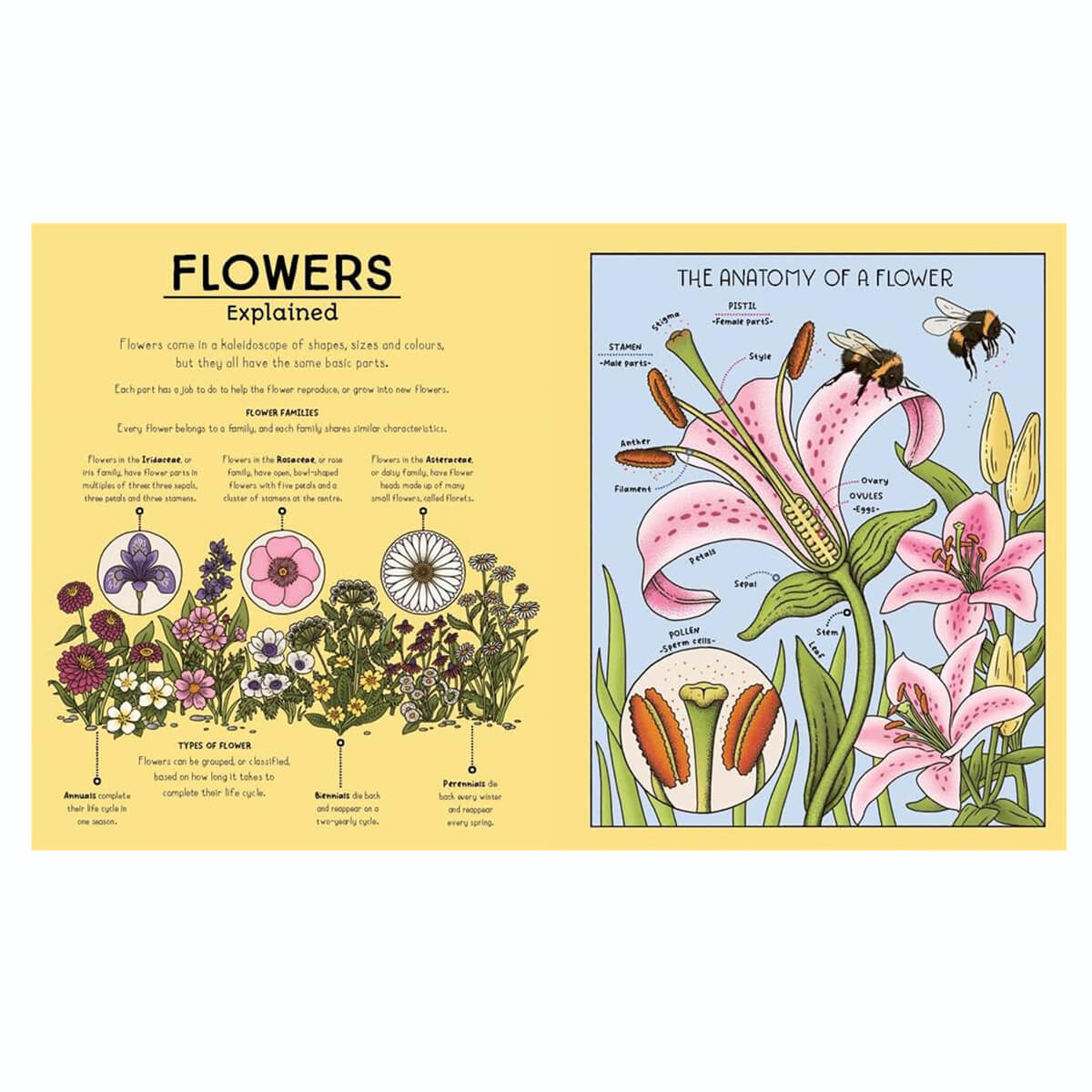 Nature Explained: A Family Guide to 20 Nature Cycles by Helen Brown & Claire Scully