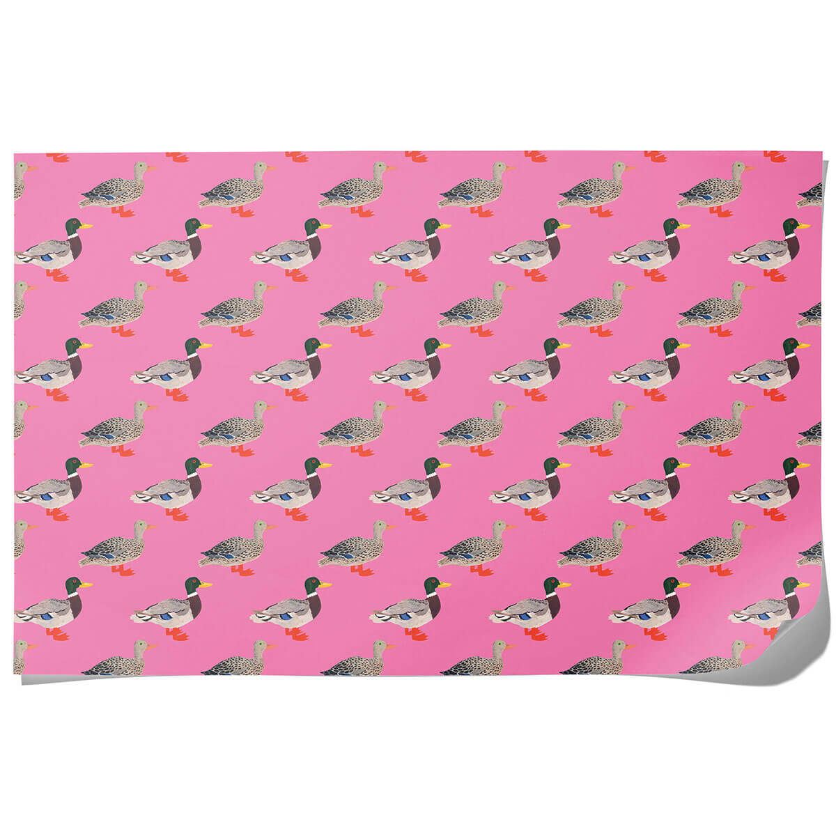 Quacky Birthday Gift Wrap By Red Cap Cards