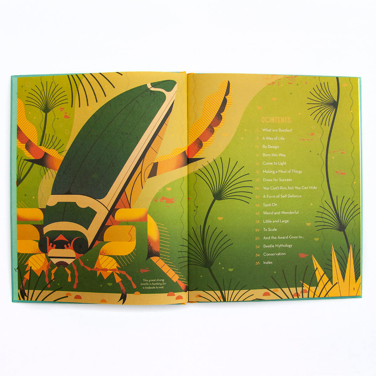 Bonkers About Beetles by Owen Davey
