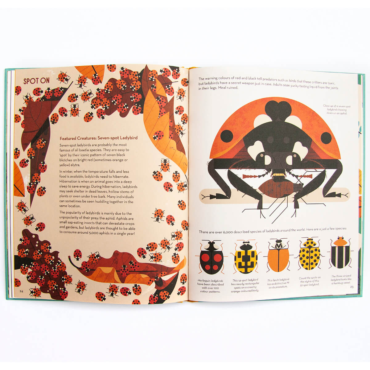 Bonkers About Beetles by Owen Davey