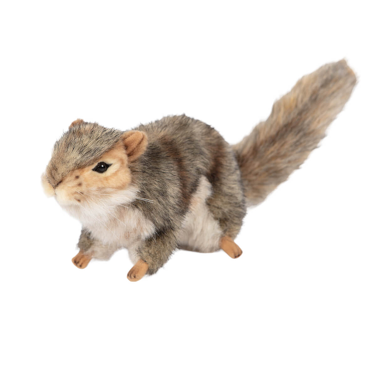 Grey Squirrel by Hansa