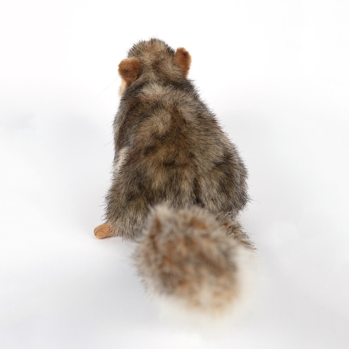 Grey Squirrel by Hansa