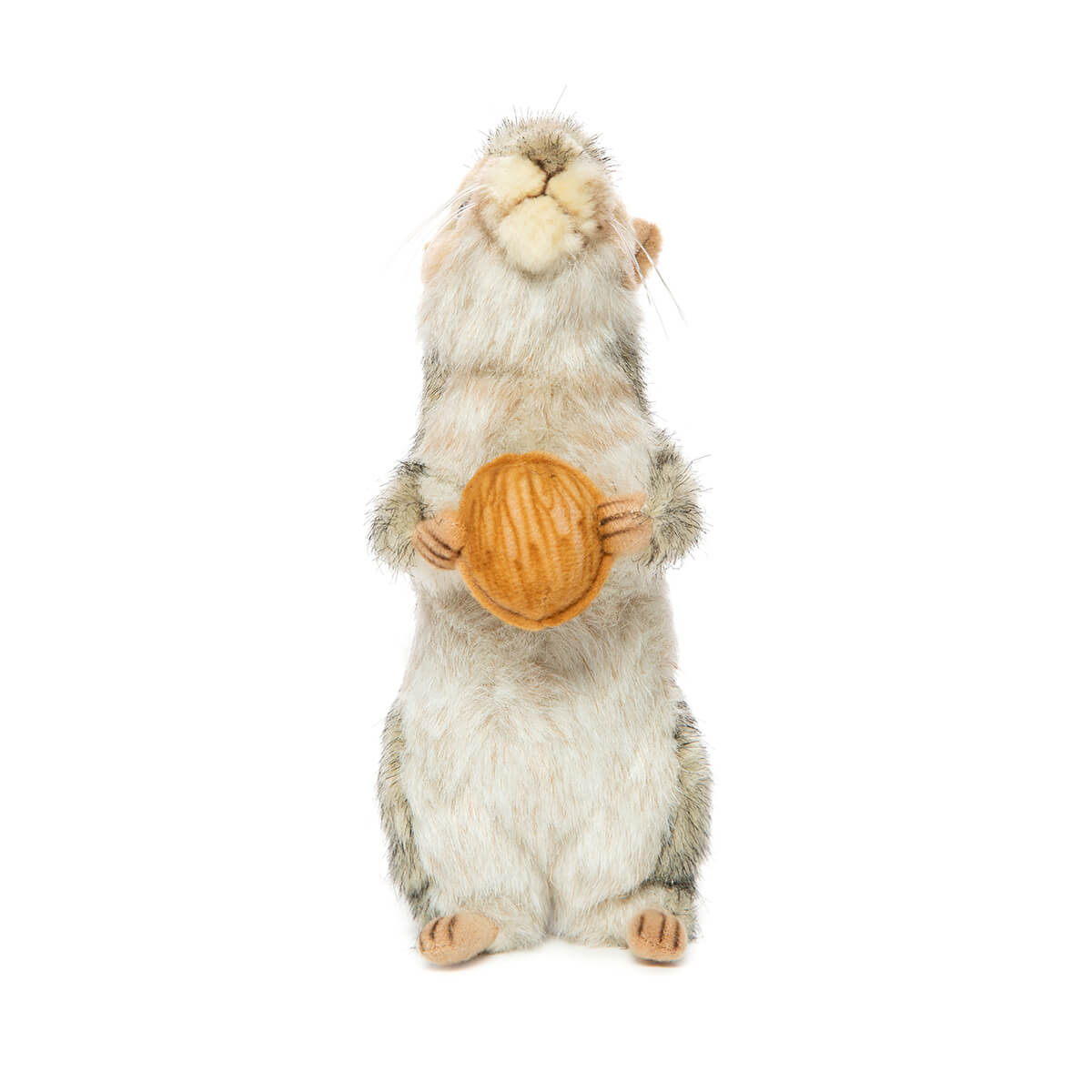 Grey Squirrel With Nut by Hansa