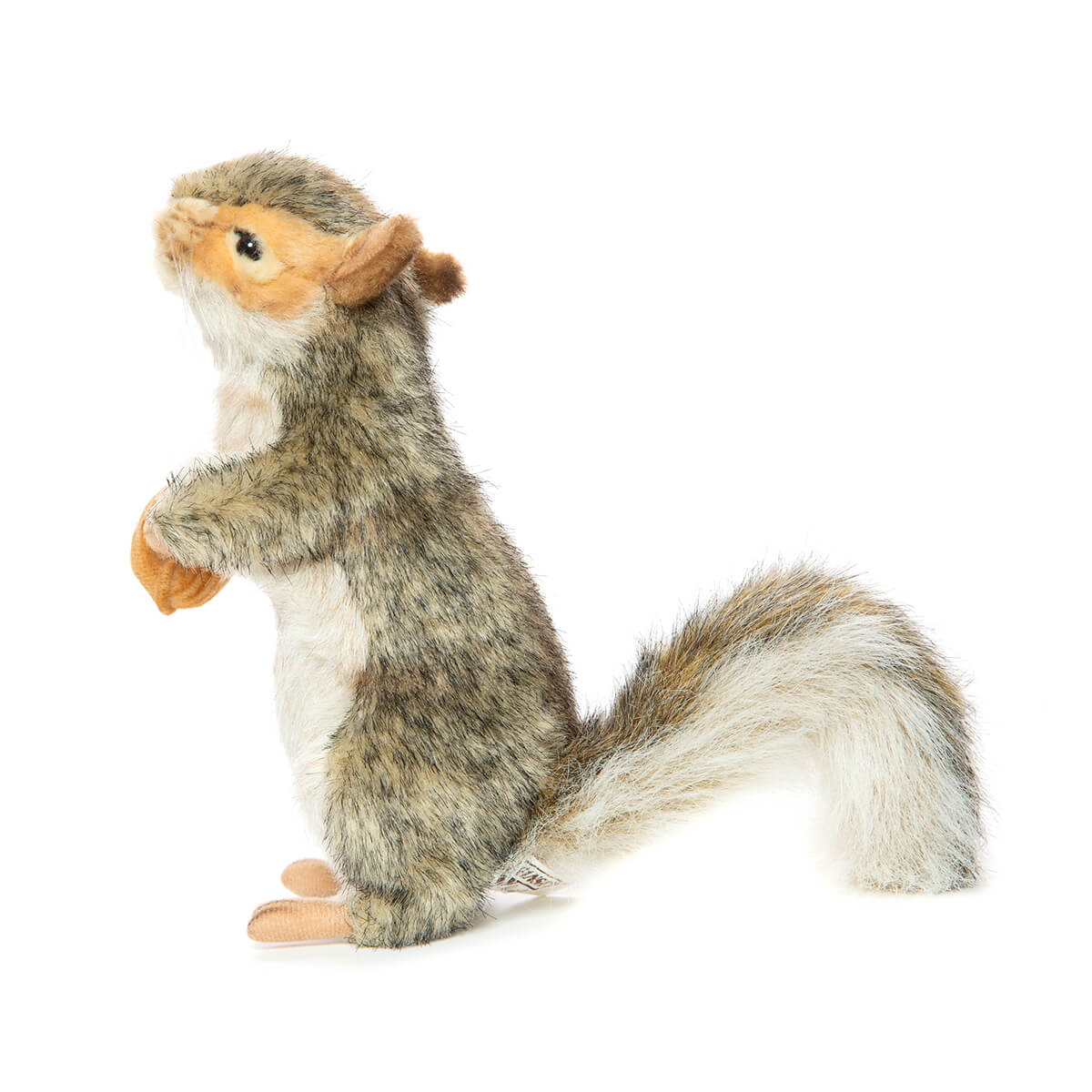 Grey Squirrel With Nut by Hansa