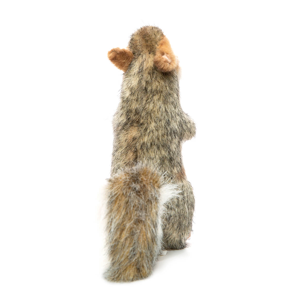 Grey Squirrel With Nut by Hansa