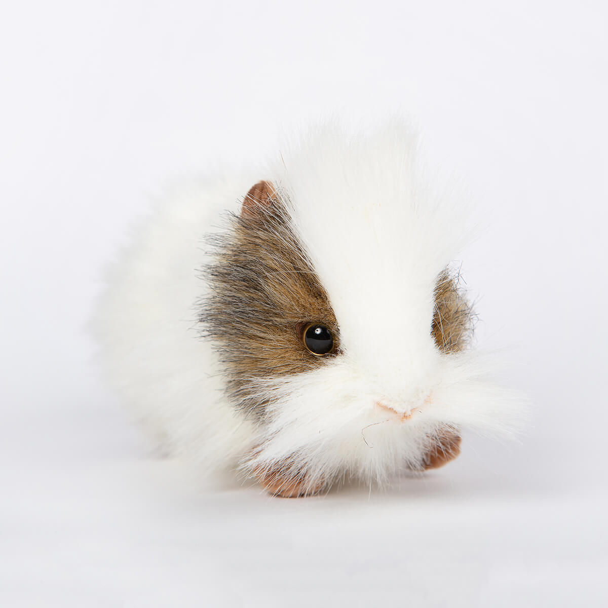 Grey and White Guinea Pig by Hansa