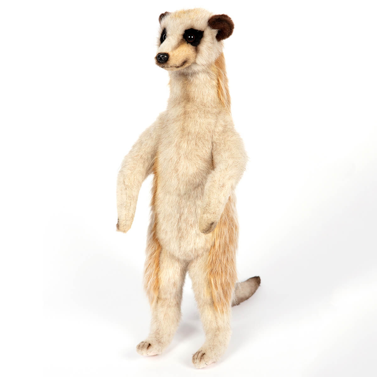 Meerkat by Hansa