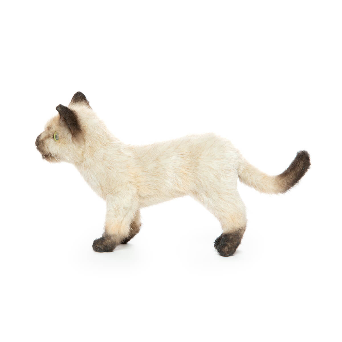 Siamese Kitten by Hansa