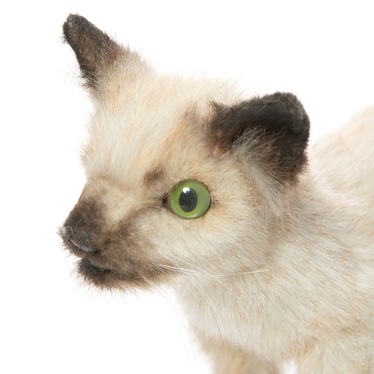 Siamese Kitten by Hansa