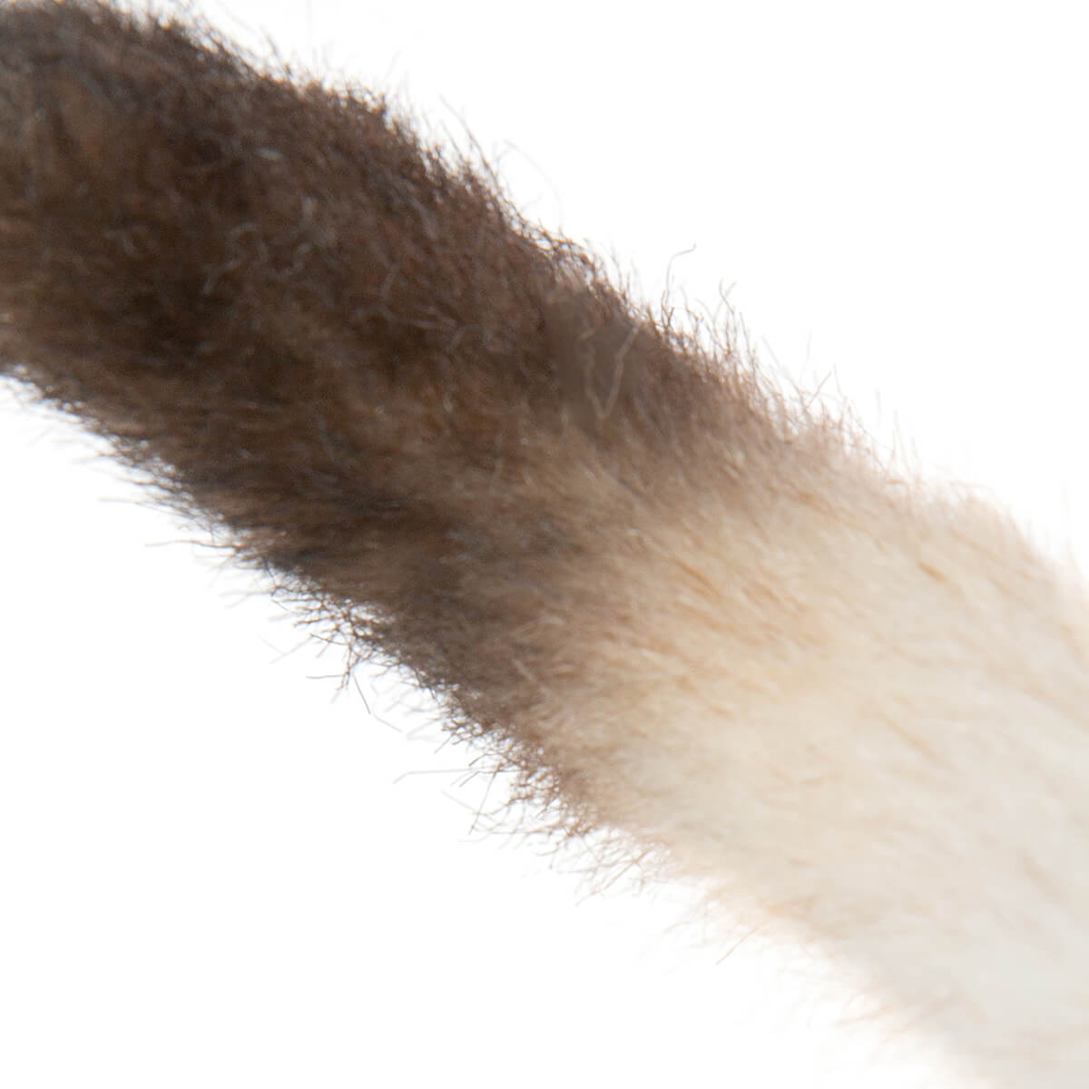 Siamese Kitten by Hansa