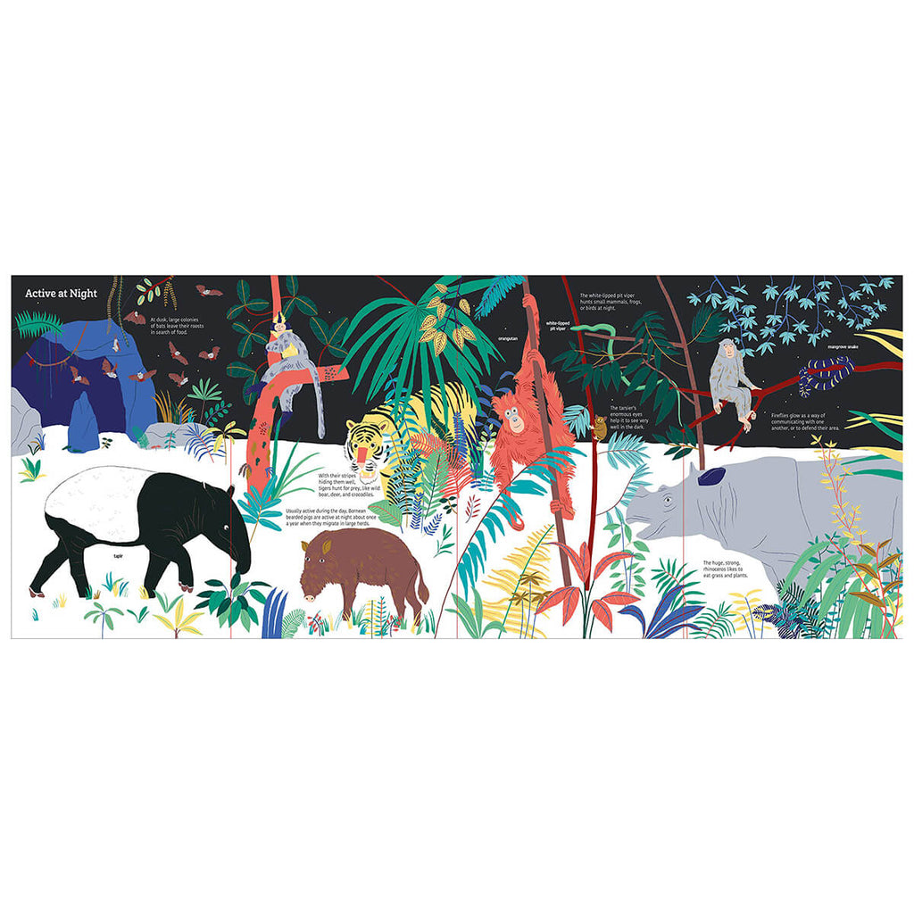Ultimate Spotlight: Rainforest Animals by Sandra Laboucarie & Emilie Lapeyre