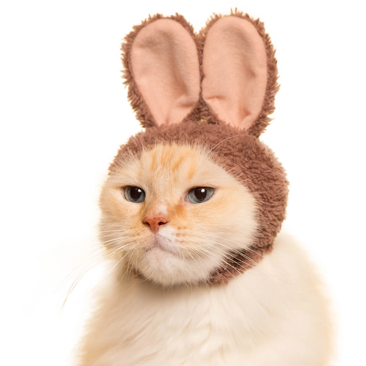 also beauty:beast 猫キャップ also beauty:beast 猫キャップ