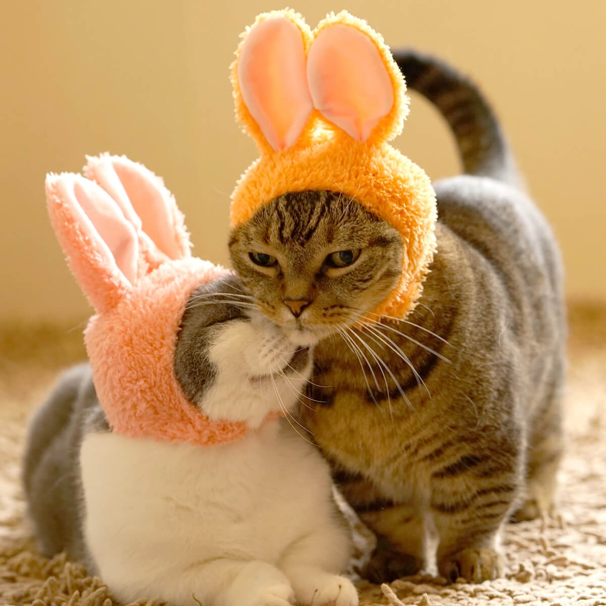 Cat Cap Rabbit Blind Box by Kitan Club – Junior Edition