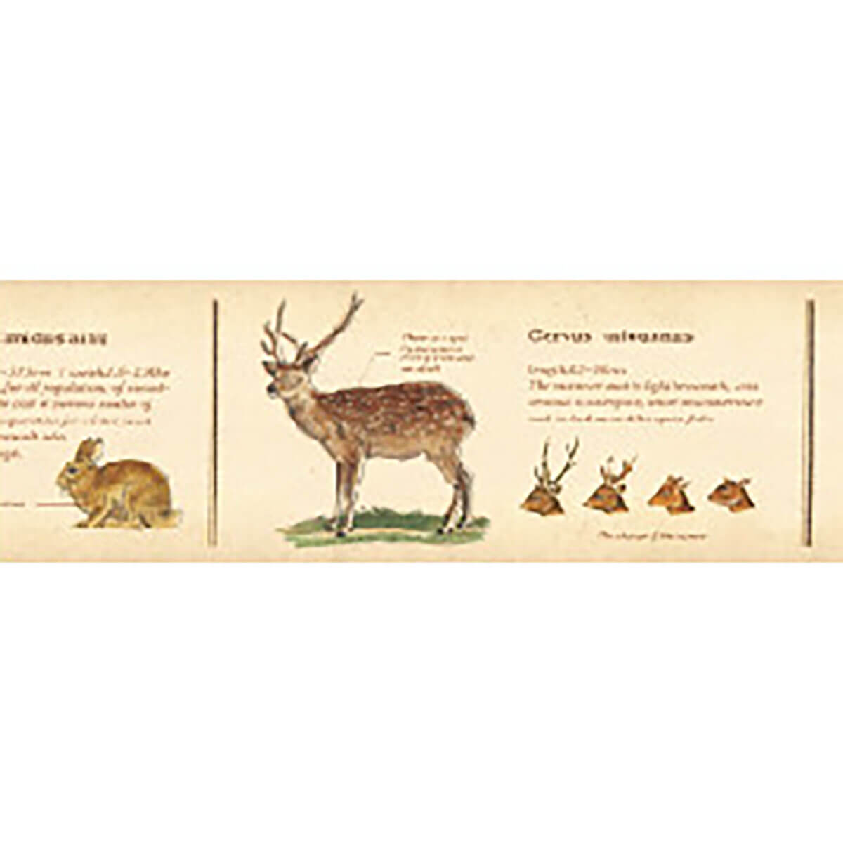 Encyclopedia Animal 30mm Ex Collection Washi Tape by MT Japan