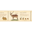 Encyclopedia Animal 30mm Ex Collection Washi Tape by MT Japan