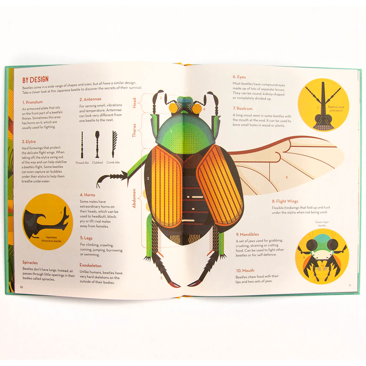 Bonkers About Beetles by Owen Davey