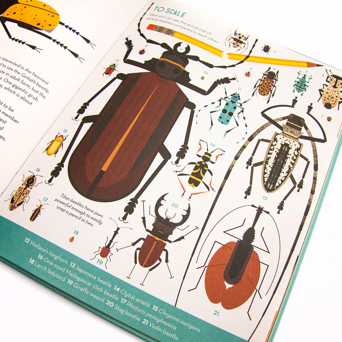 Bonkers About Beetles by Owen Davey