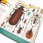 Bonkers About Beetles by Owen Davey