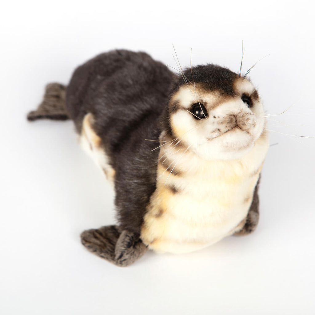Baby Seal Monk by Hansa