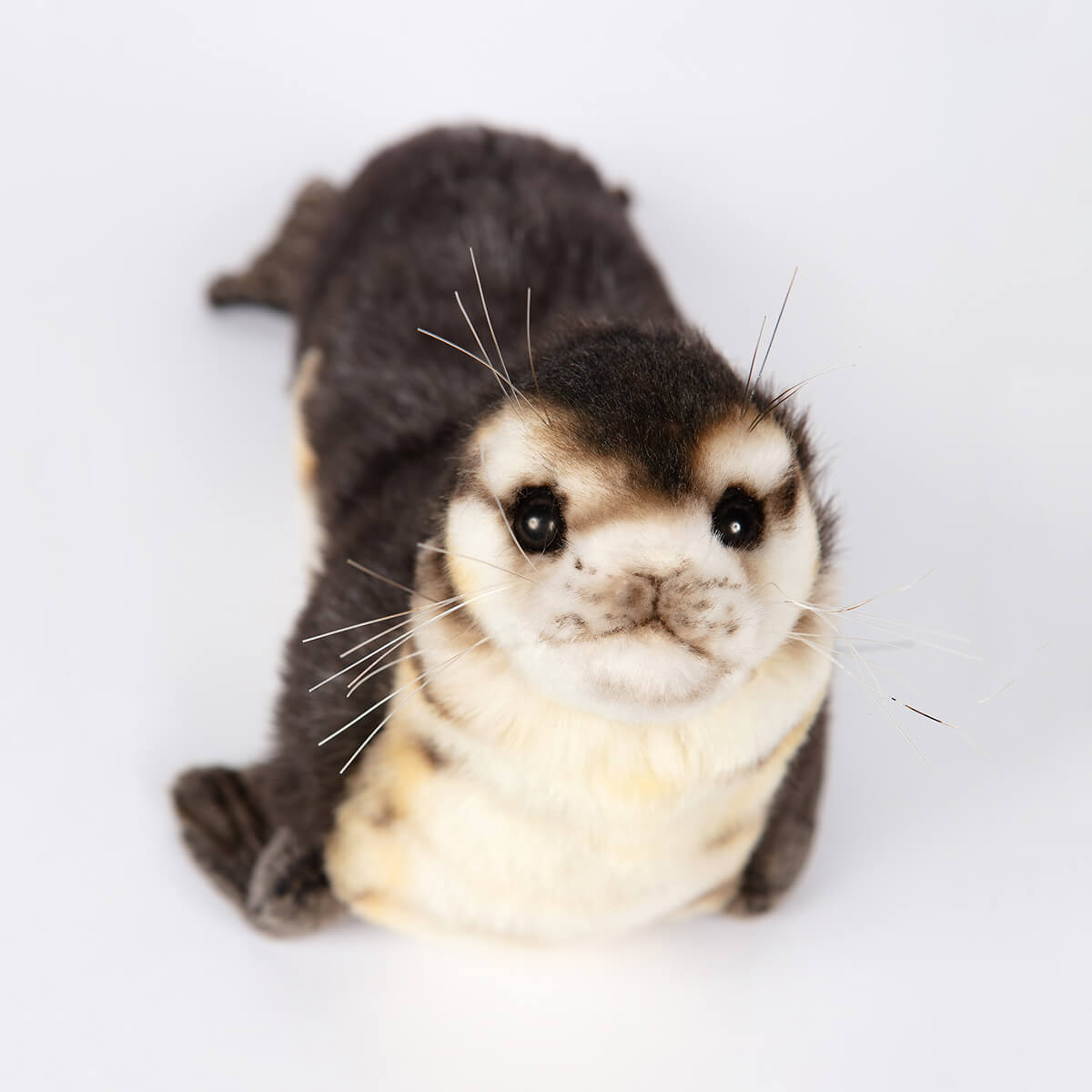 Baby Seal Monk by Hansa