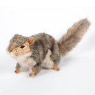 Grey Squirrel by Hansa