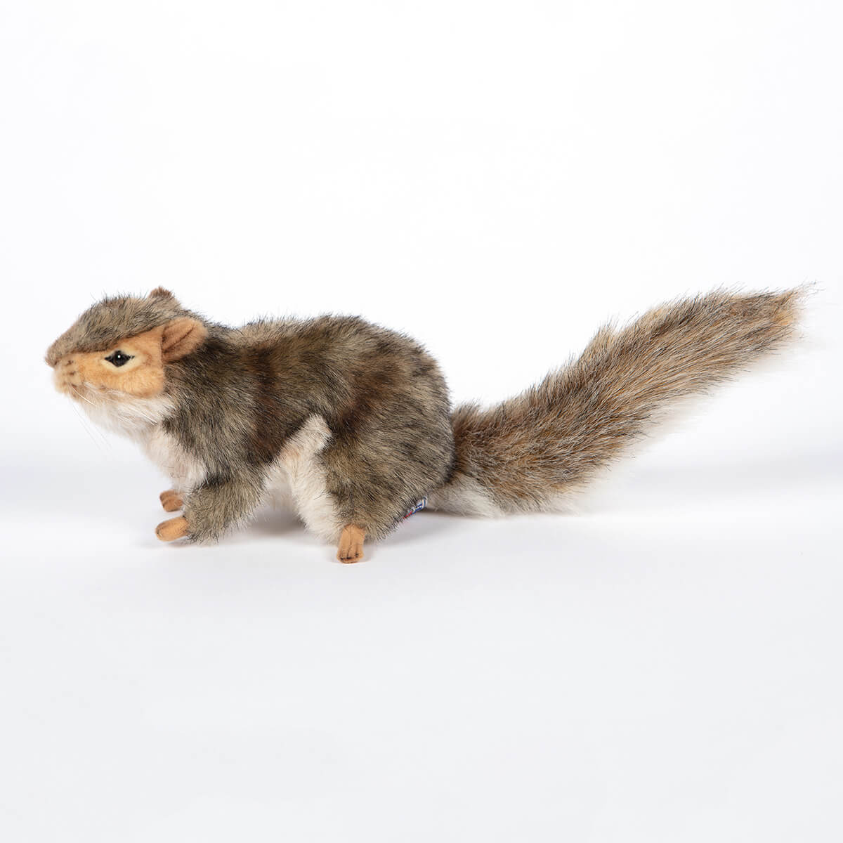 Grey Squirrel by Hansa