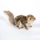 Grey Squirrel by Hansa