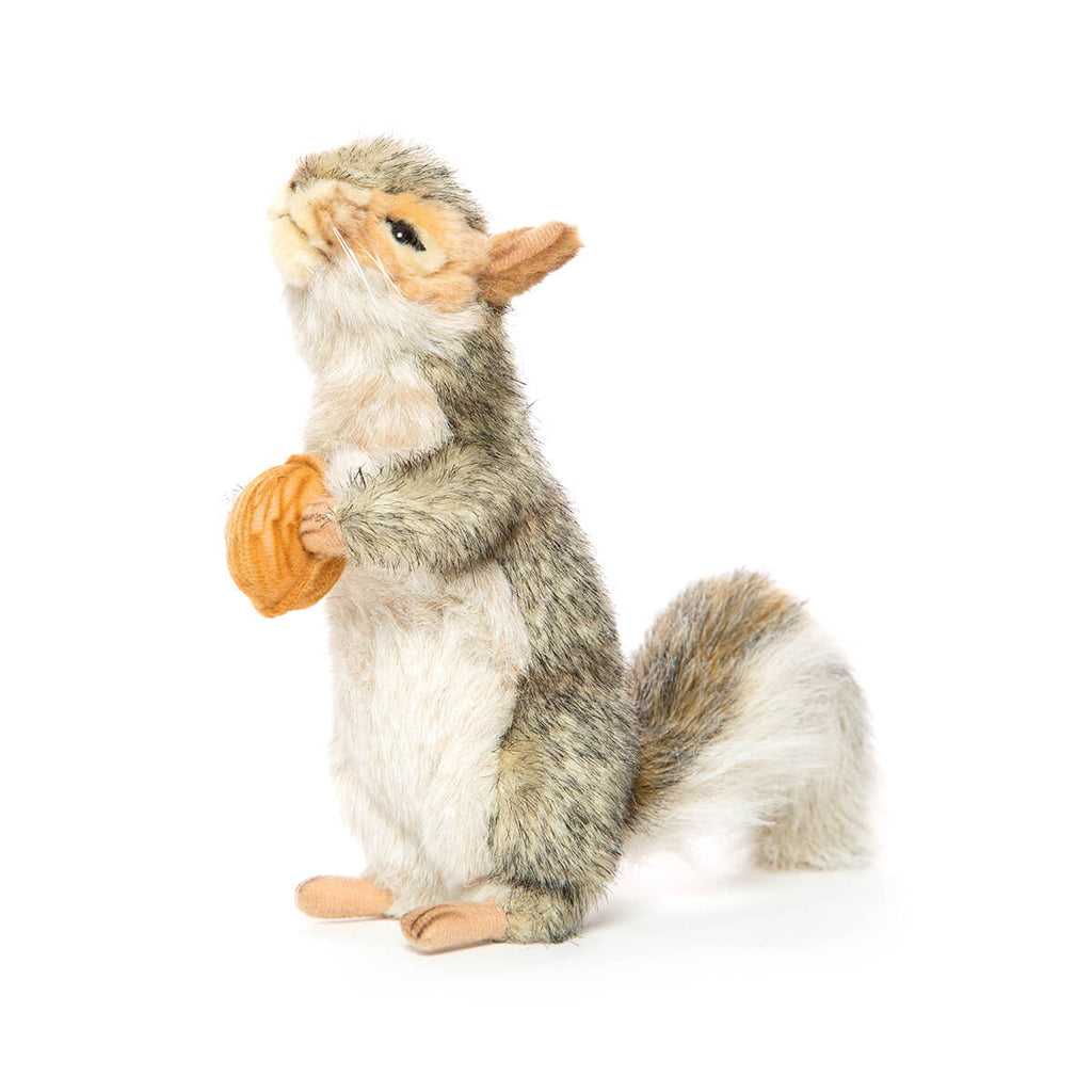 Grey Squirrel With Nut by Hansa