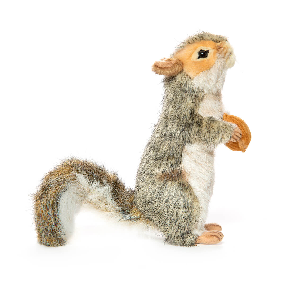 Grey Squirrel With Nut by Hansa