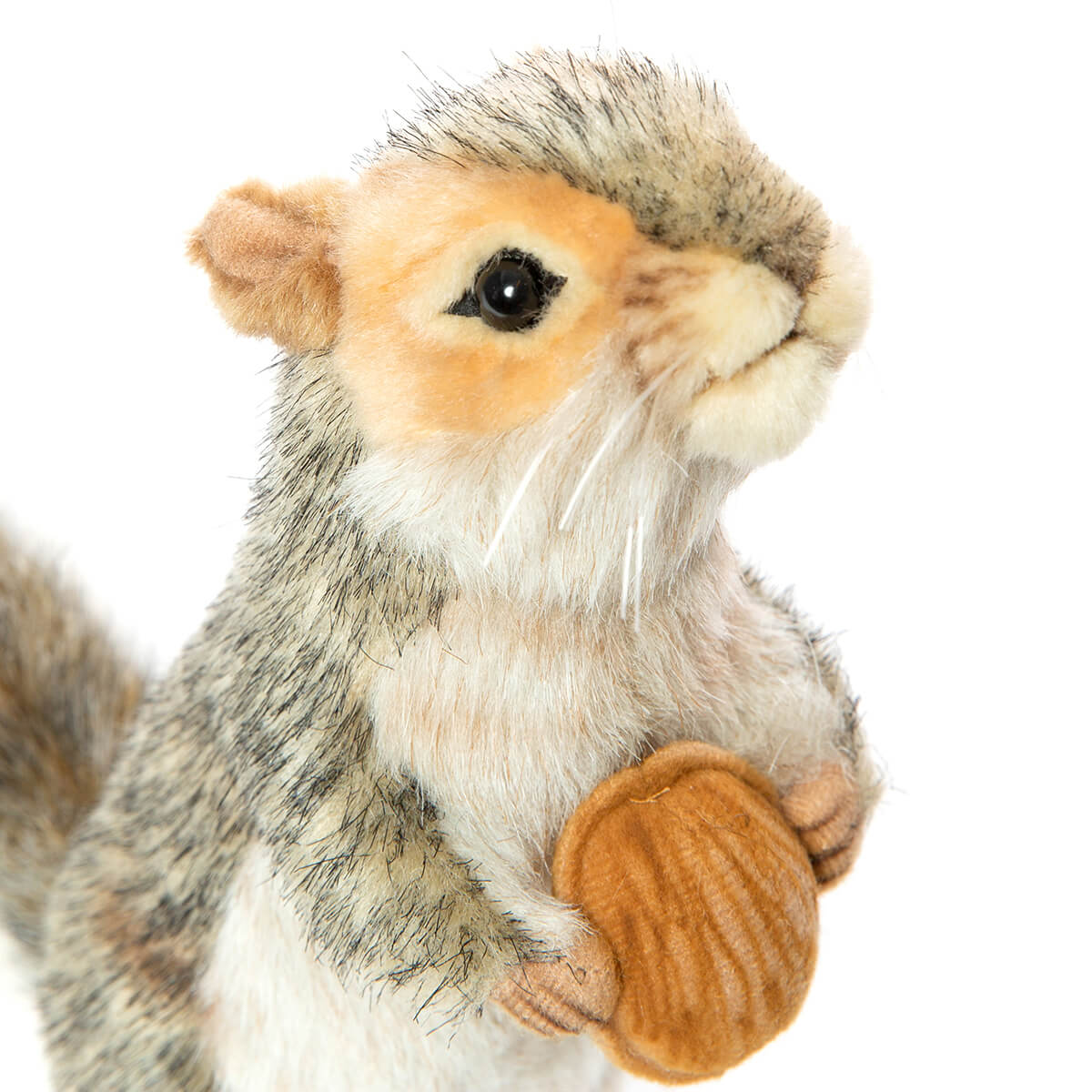 Grey Squirrel With Nut by Hansa