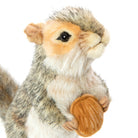 Grey Squirrel With Nut by Hansa