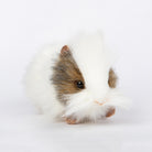 Grey and White Guinea Pig by Hansa