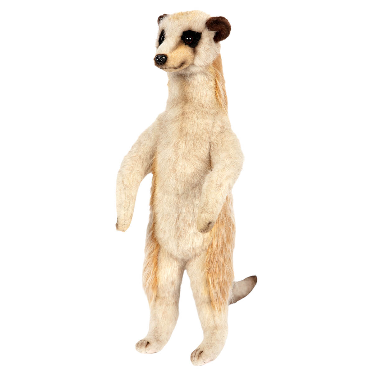 Meerkat by Hansa