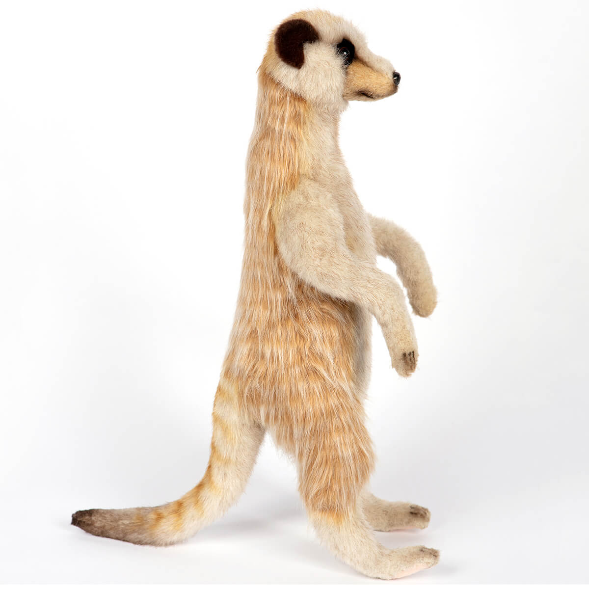 Meerkat by Hansa