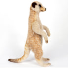 Meerkat by Hansa