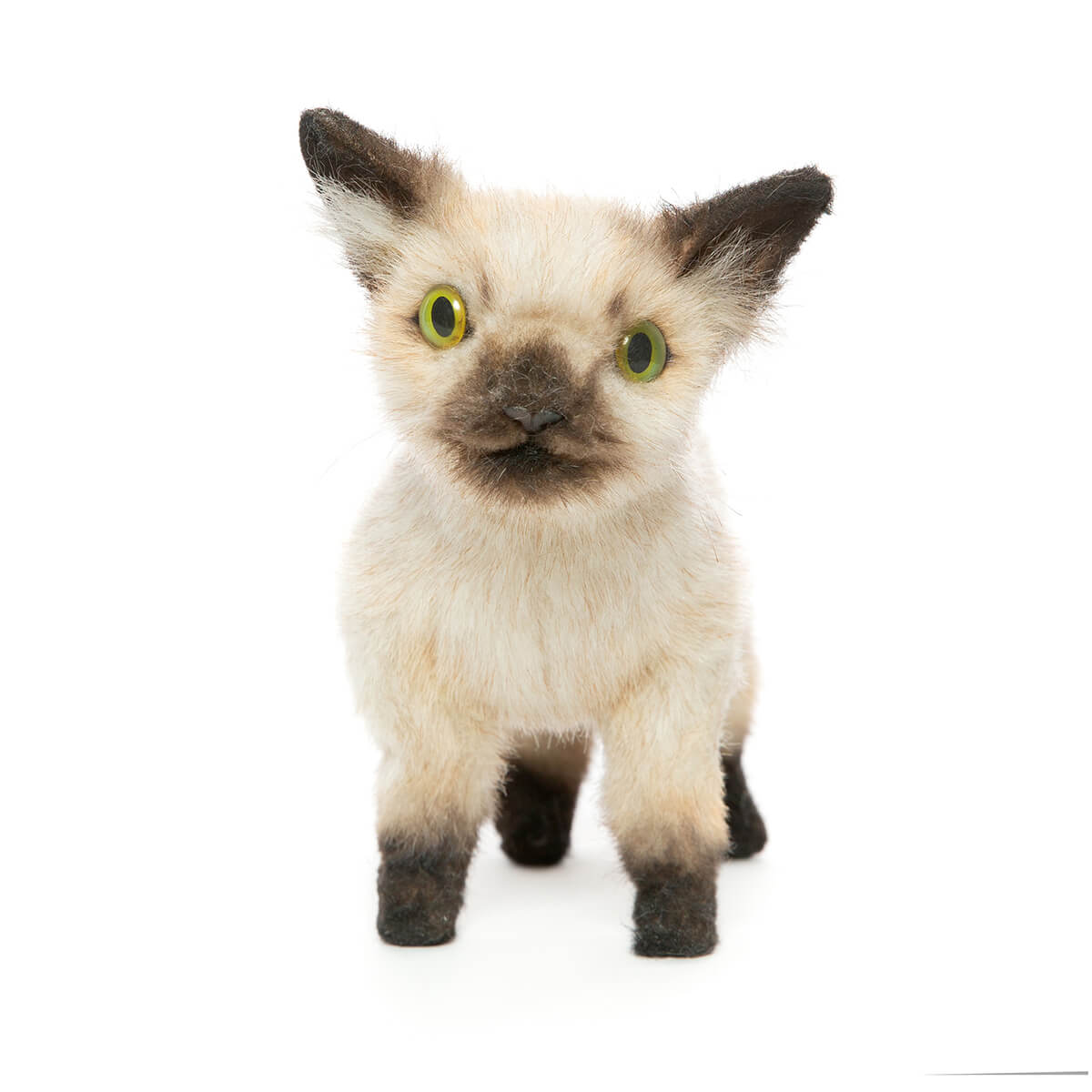 Siamese Kitten by Hansa