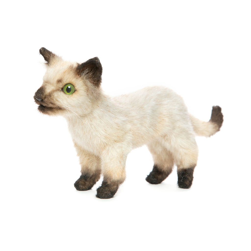 Siamese Kitten by Hansa