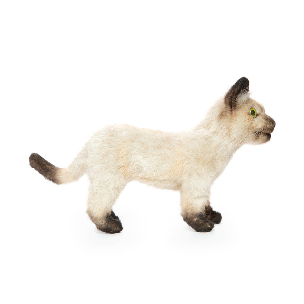 Siamese Kitten by Hansa