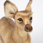 Standing Fawn by Hansa