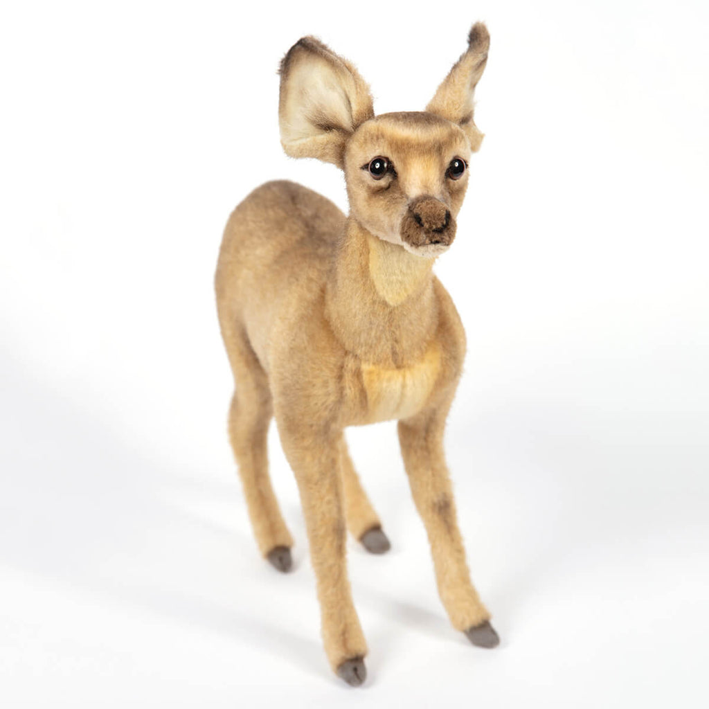 Standing Fawn by Hansa