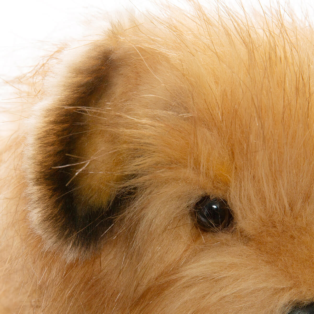 Norfolk Terrier (32cm) by Hansa
