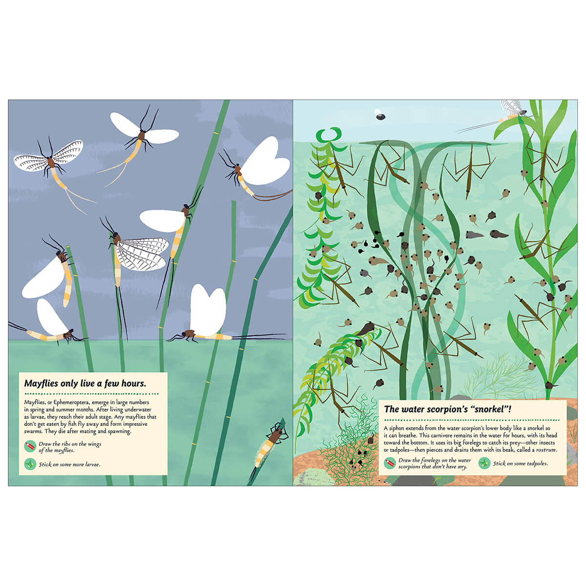 My Nature Sticker Activity Book: Streams and Ponds by Olivia Cosneau