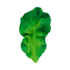Kendall The Kale Teether by Oli & Carol