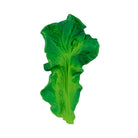 Kendall The Kale Teether by Oli & Carol
