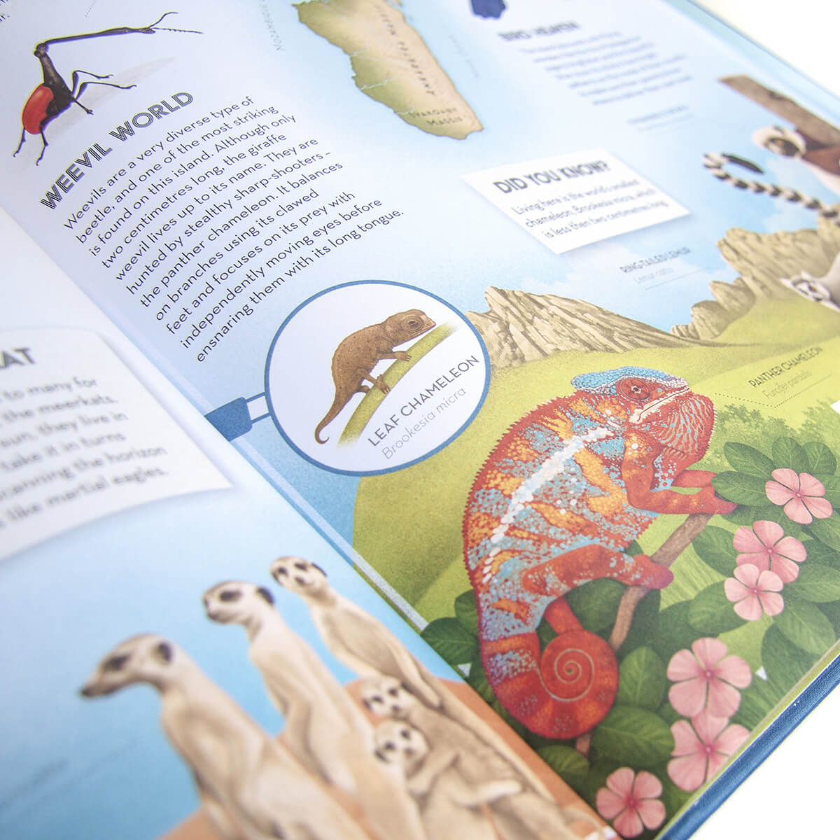 Amazing Animal Atlas by Nick Crumpton & Gaia Bordicchia (Signed Copy)